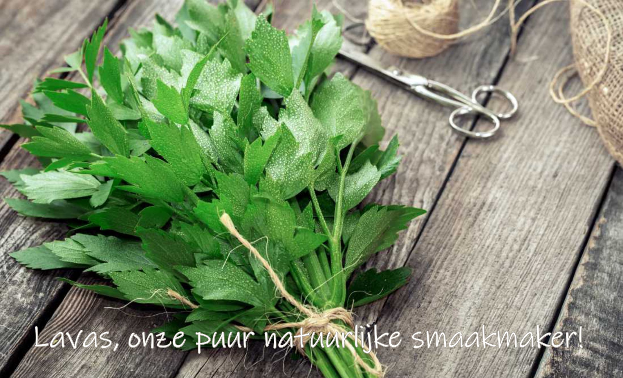 Verse lavas, ook wel maggiplant, als natuurlijke smaakmaker